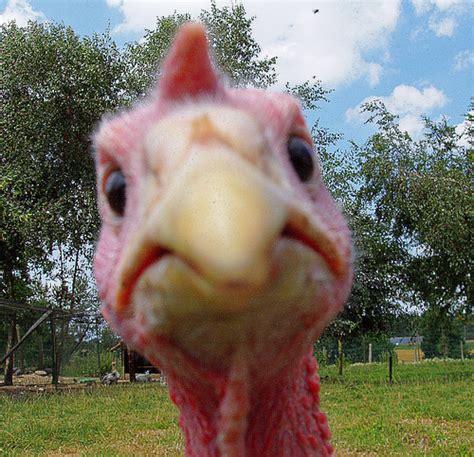 funny turkey bird|funny animal turkey videos.